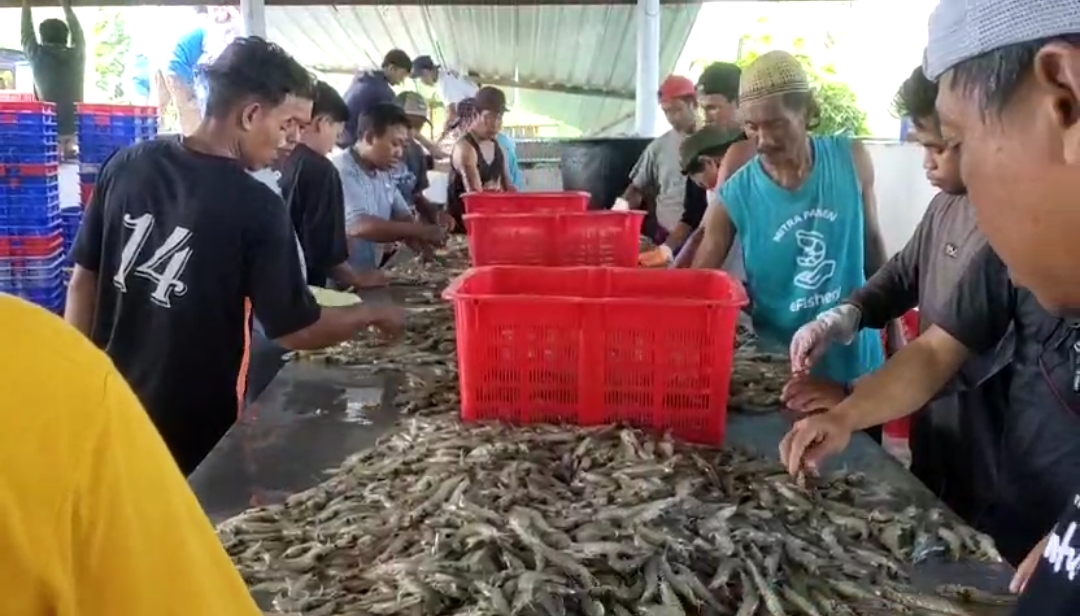 Tambak Udang 1